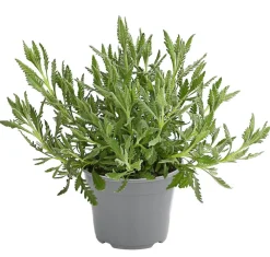Dehner Gourmet Garten Garten- & Heilkräuter|Gourmet-Kräuter - Zahnlavendel