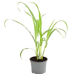 Dehner Gourmet Garten Garten- & Heilkräuter|Gourmet-Kräuter > Zitronengras