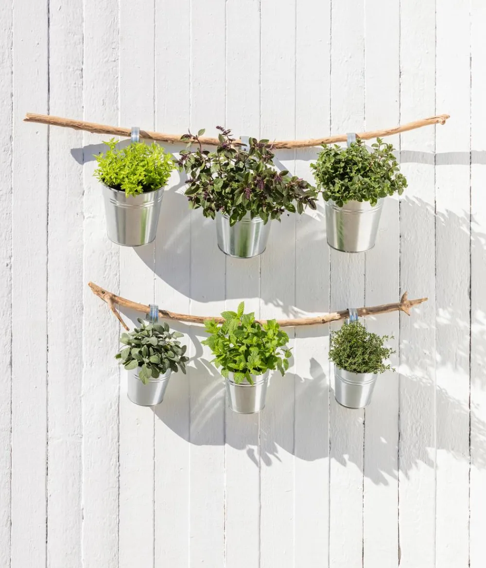 Dehner Gourmet Garten Garten- & Heilkräuter|Gourmet-Kräuter > Zitronenverbene