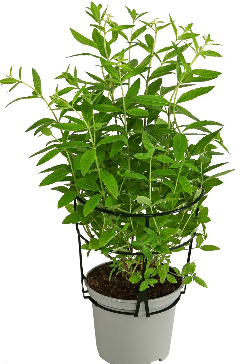Dehner Gourmet Garten Garten- & Heilkräuter|Gourmet-Kräuter > Zitronenverbene