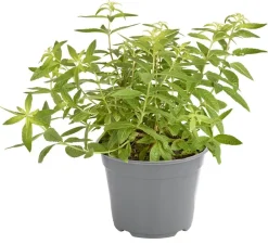 Dehner Gourmet Garten Zitronenverbene Grün Best