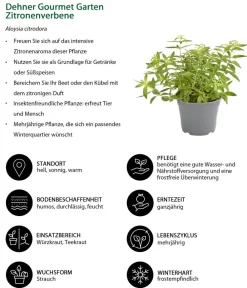 Dehner Gourmet Garten Zitronenverbene Grün Best
