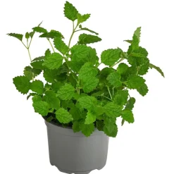 Dehner Gourmet Garten Zitronenmelisse Grün
