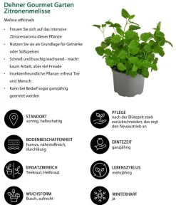 Dehner Gourmet Garten Zitronenmelisse Grün