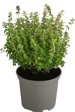 Dehner Gourmet Garten Zitronen-Thymian Grün Discount