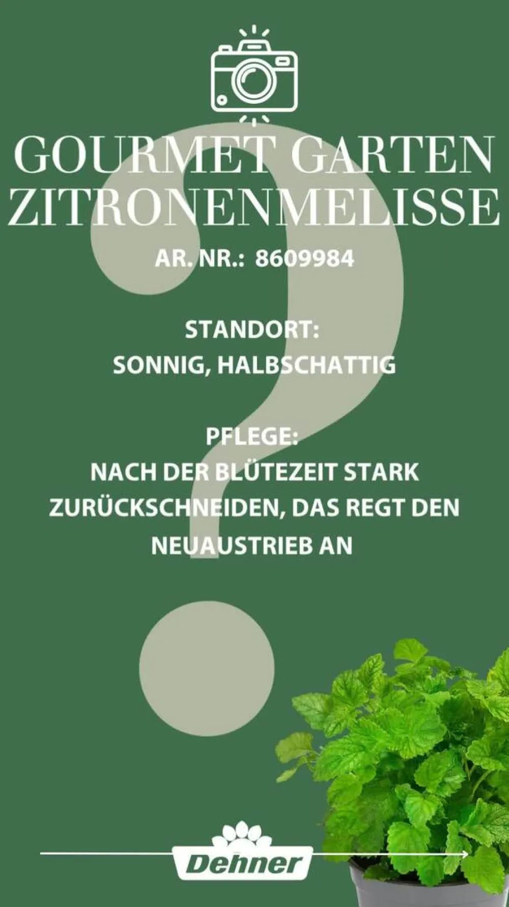 Dehner Gourmet Garten Garten- & Heilkräuter|Gourmet-Kräuter - Zitronenmelisse Grün