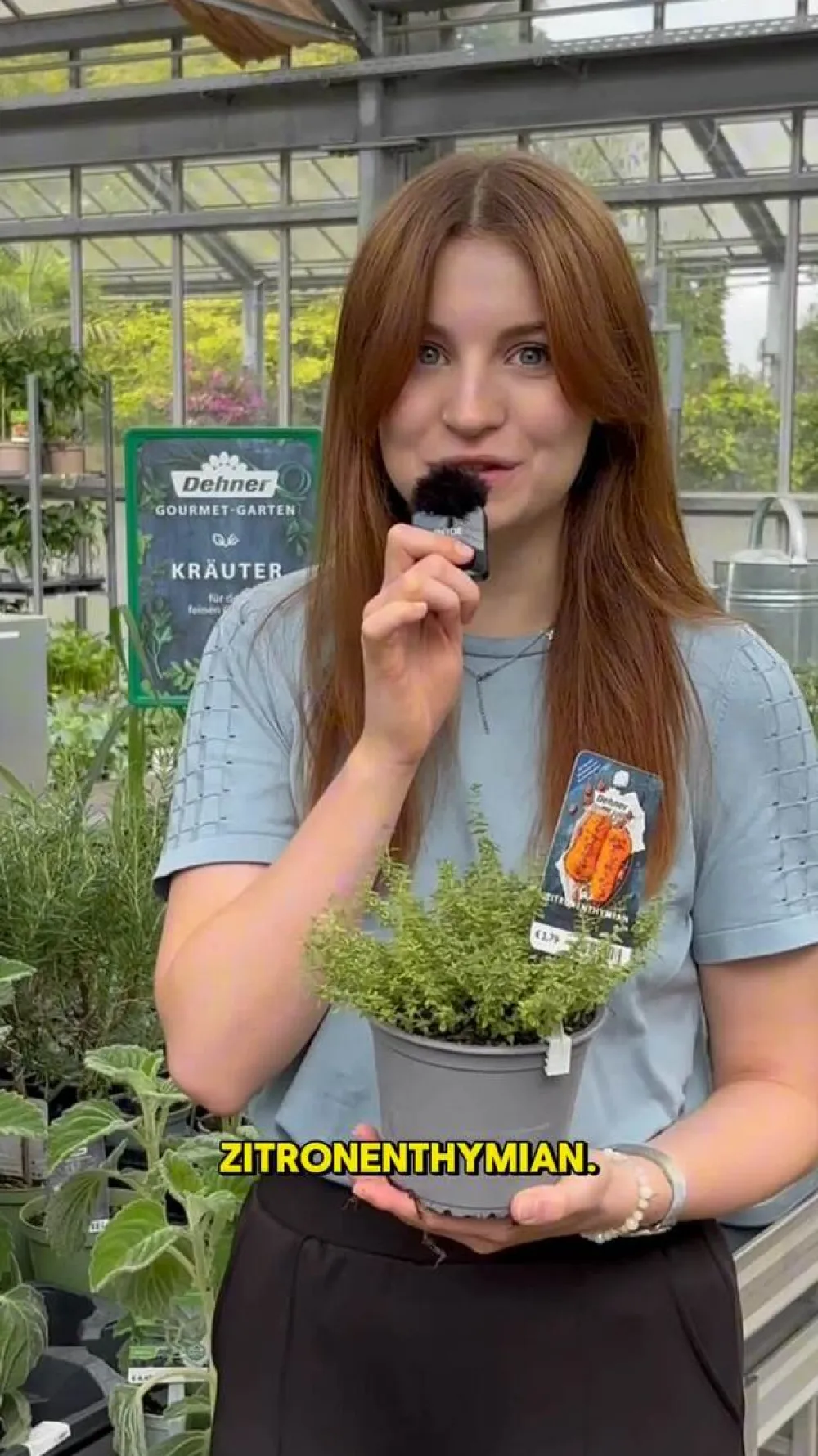 Dehner Gourmet Garten Garten- & Heilkräuter|Gourmet-Kräuter - Zitronen-Thymian Grün
