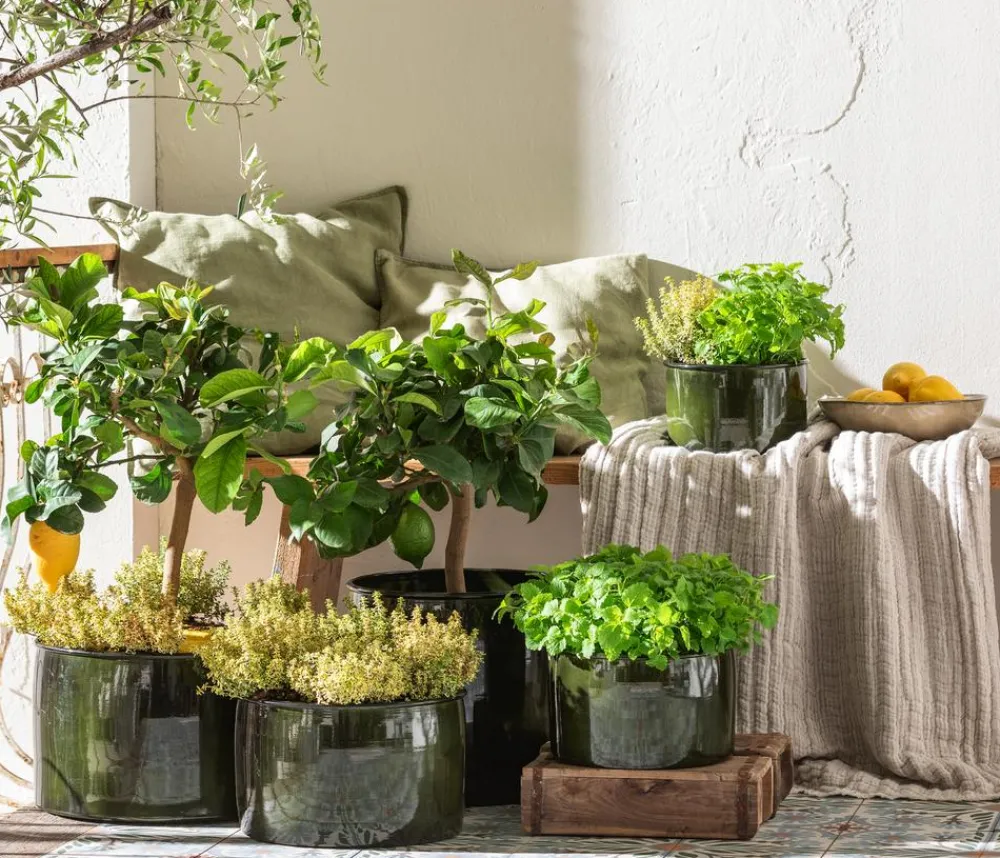 Dehner Gourmet Garten Garten- & Heilkräuter|Gourmet-Kräuter - Zitronen-Thymian Grün
