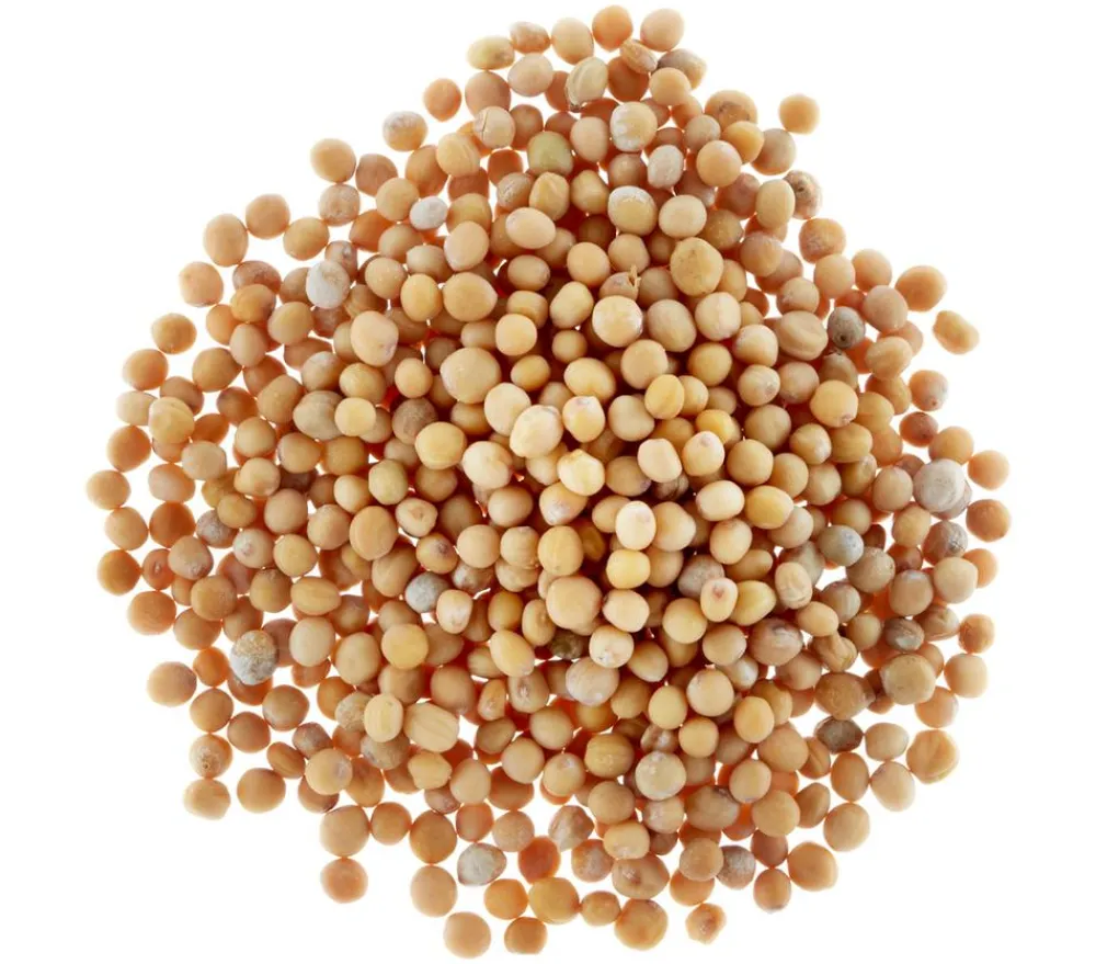 Dehner Gründüngung senf, 80 g Gelb Clearance