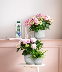 Dehner Blumendünger|Spezialdünger - Hortensien-Dünger, flüssig, 1 l
