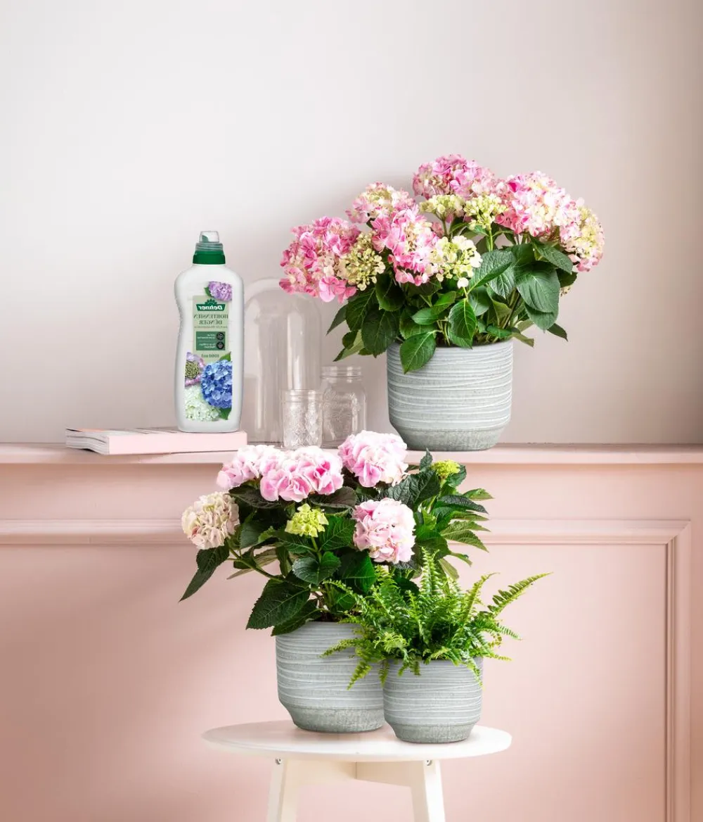 Dehner Blumendünger|Spezialdünger - Hortensien-Dünger, flüssig, 1 l