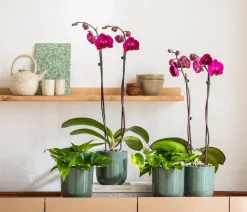 Dehner Orchideentöpfe|Blumentöpfe & Übertöpfe - Keramik-Übertopf Brandon, rund, , ca. Ø13 cm Grün