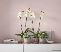 Dehner Orchideentöpfe|Blumentöpfe & Übertöpfe - Keramik-Übertopf Brenda, bauchig, ca. Ø Rosa