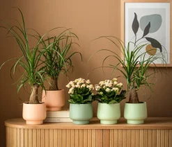 Dehner Orchideentöpfe|Blumentöpfe & Übertöpfe - Keramik-Übertopf Brenda, bauchig, ca. Ø Hellgrün