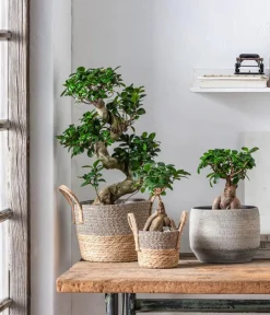 Dehner Blumentöpfe & Übertöpfe - Keramik-Übertopf Elias, bauchig, Creme