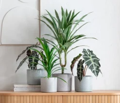Dehner Keramik-Übertopf Emma, rund Grün Outlet