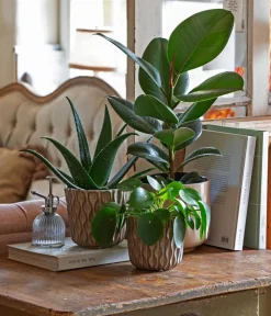 Dehner Orchideentöpfe|Blumentöpfe & Übertöpfe > Keramik-Übertopf Fleur, konisch, creme/