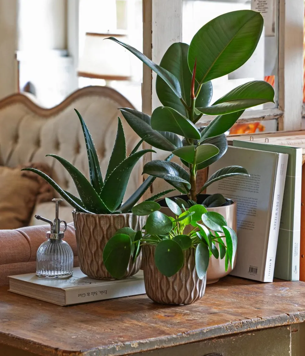 Dehner Orchideentöpfe|Blumentöpfe & Übertöpfe > Keramik-Übertopf Fleur, konisch, creme/