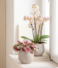 Dehner Orchideentöpfe|Blumentöpfe & Übertöpfe - Keramik-Übertopf Jan, bauchig, ca. Ø16 cm Hellgrau