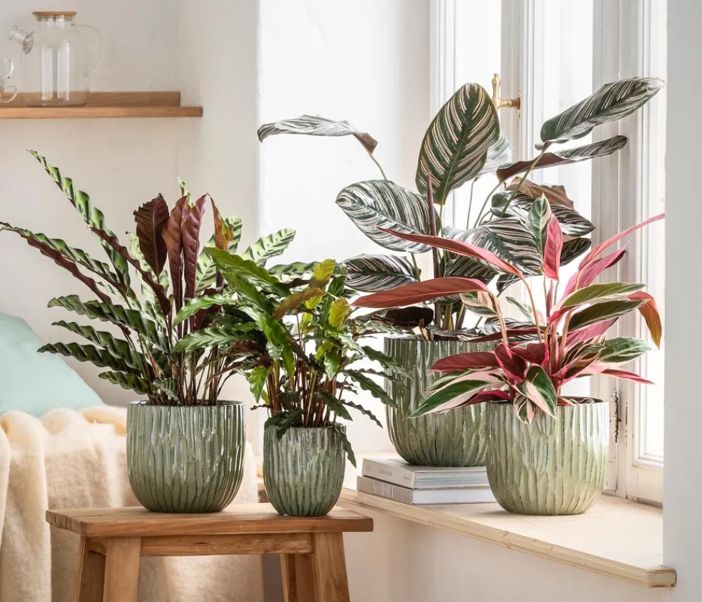 Dehner Orchideentöpfe|Blumentöpfe & Übertöpfe - Keramik-Übertopf Kaia, konisch Grün