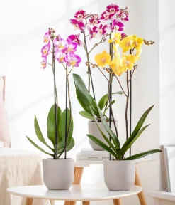 Dehner Orchideentöpfe|Blumentöpfe & Übertöpfe > Keramik-Übertopf Lea, konisch, , ca. Ø13 cm