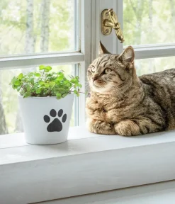 Dehner Blumentöpfe & Übertöpfe > Keramik-Übertopf Paw, konisch, , ca. Ø13 cm