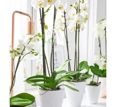 Dehner Orchideentöpfe - Keramik-Übertopf Quadro, konisch Weiß