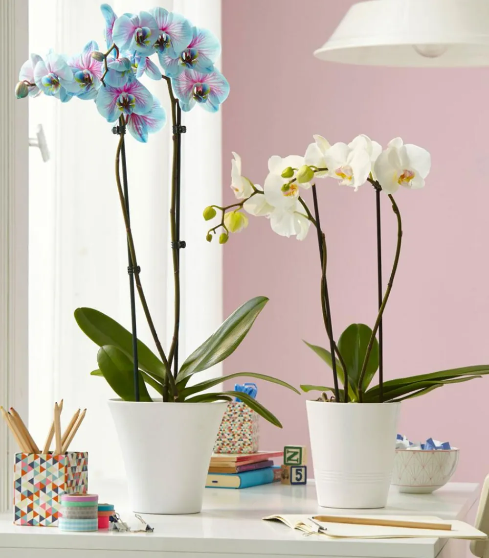 Dehner Orchideentöpfe|Blumentöpfe & Übertöpfe - Keramik-Übertopf Tina, konisch, , ca. Ø16 cm Weiß