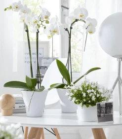 Dehner Orchideentöpfe|Blumentöpfe & Übertöpfe - Keramik-Übertopf Tina, konisch, , ca. Ø16 cm Weiß
