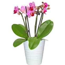 Dehner Orchideentöpfe > Keramik-Übertopf Wave, konisch