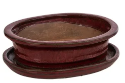 Dehner Bonsaischalen|Blumenampeln & -Schalen - Keramik-Bonsaischale, oval, /
