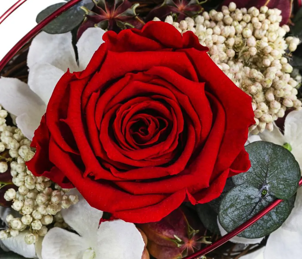 Dehner Keramik-Jardiniere mit Longlife-Rose Tiana, , ca. B17/H12/T8 cm Rot Hot