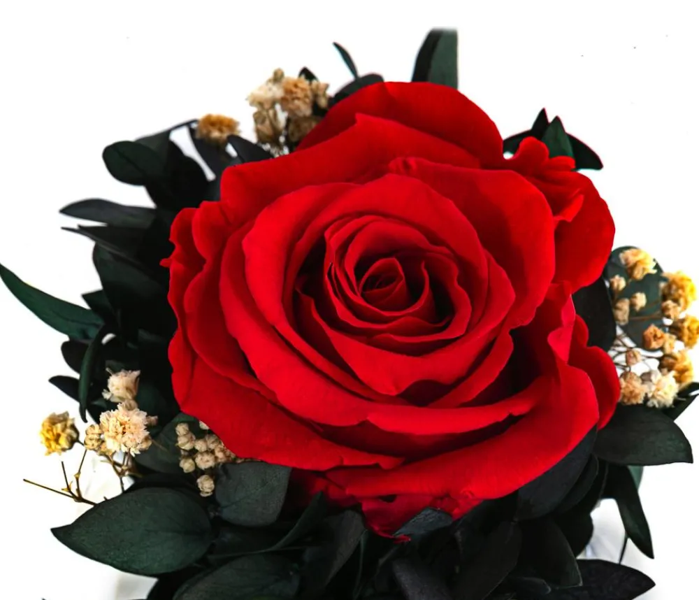 Dehner Konservierte Rosen - Keramik-Schale mit Longlife-Rose Perla, ca. Ø12/H16 cm Rot