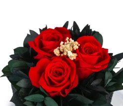 Dehner Konservierte Rosen - Keramik-Schale mit Longlife-Rose Izzy, ca. Ø12/H16 cm Rot