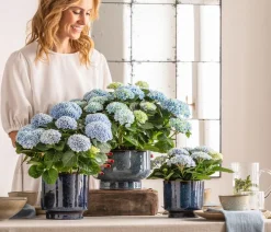 Dehner Blumenampeln & -Schalen|Blumentöpfe & Übertöpfe > Keramik-Schale Pavone, rund, , ca. Ø25/H14 cm