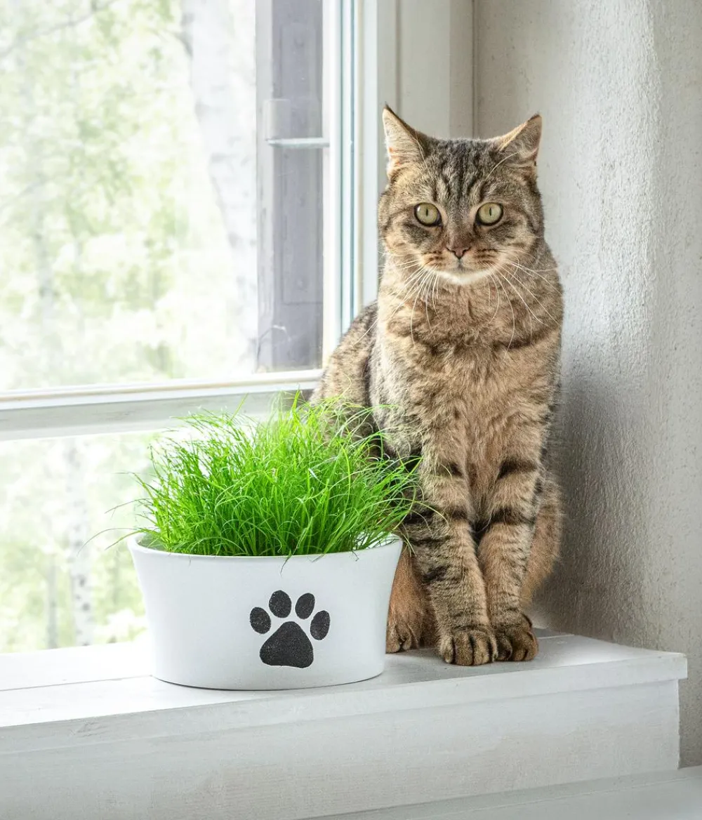 Dehner Blumenampeln & -Schalen|Blumentöpfe & Übertöpfe - Keramik-Schale Paw, konisch, , ca. Ø20 cm Weiß