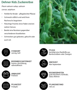 Dehner Kids Gartengemüse > Zuckererbse
