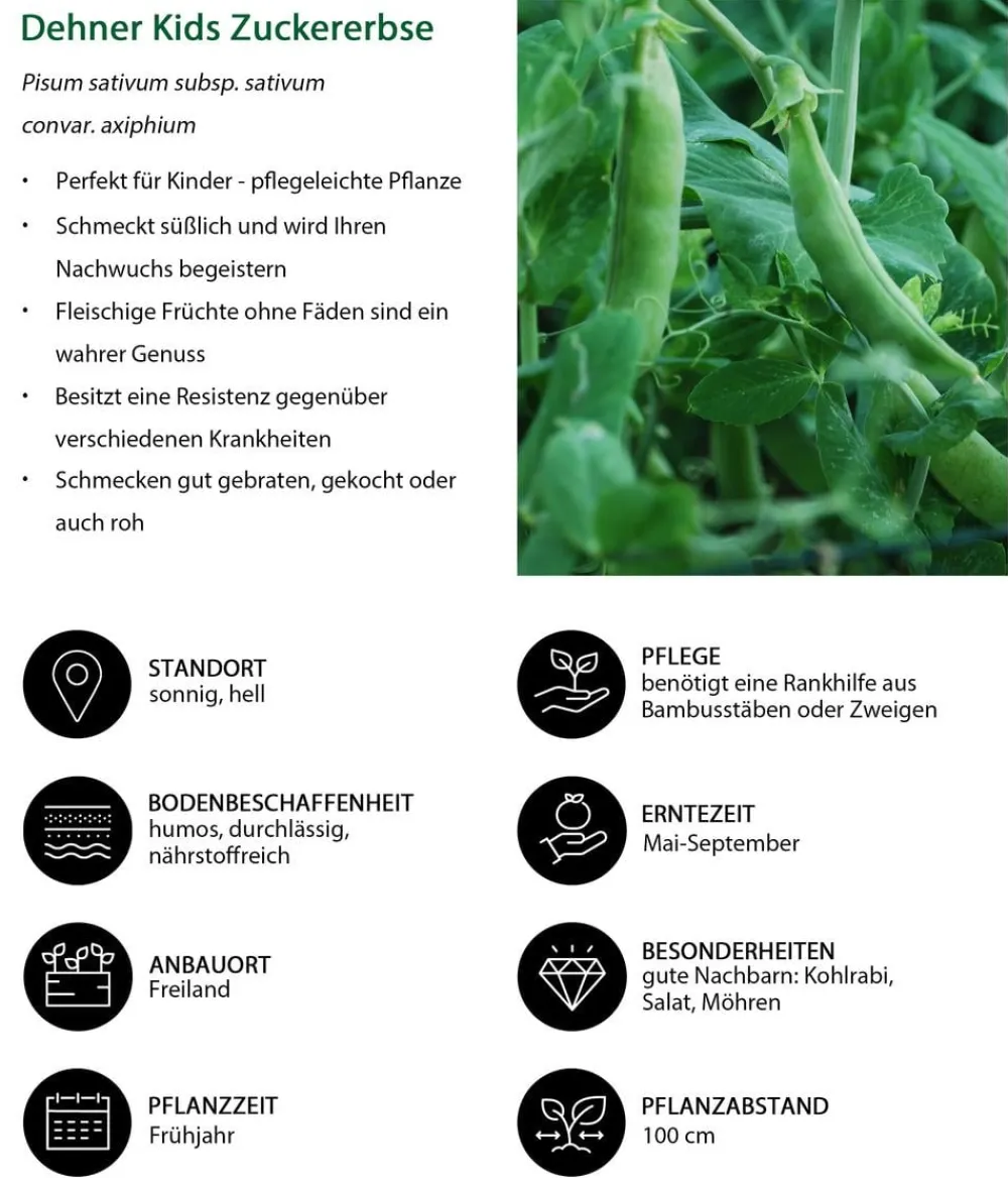 Dehner Kids Gartengemüse > Zuckererbse