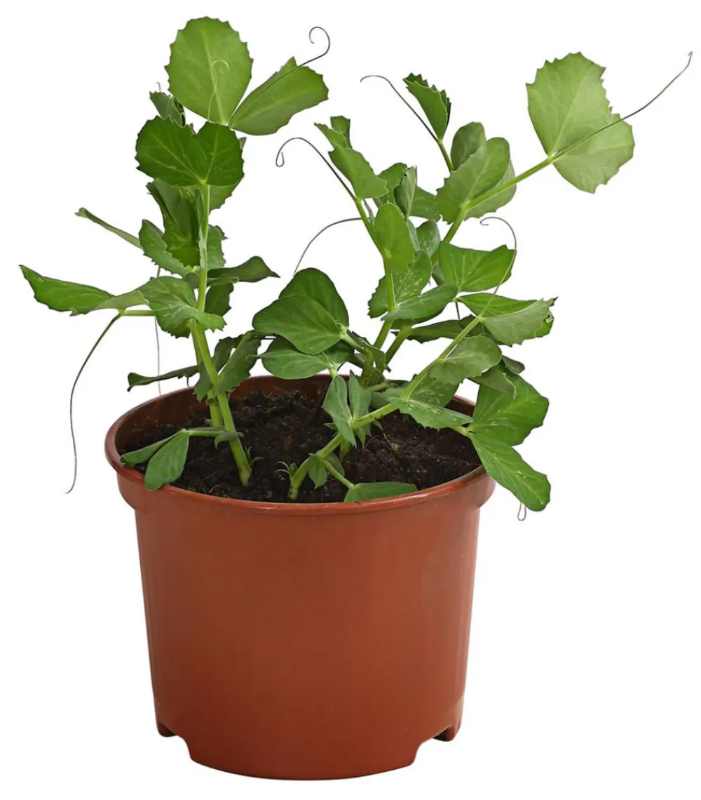 Dehner Kids Gartengemüse > Zuckererbse