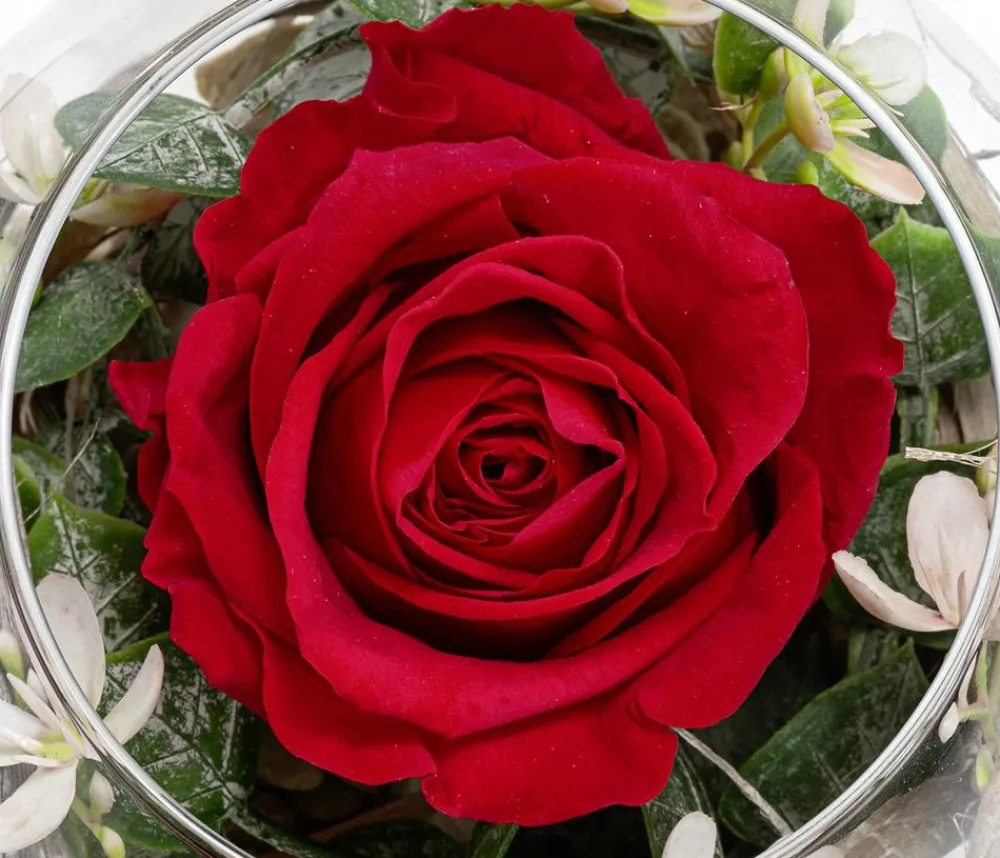 Dehner Kugelglas mit Longlife-Rose Diana, , ca. Ø10/H10 cm Outlet