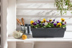 Dehner Pflanzkübel & Blumenkästen - Kunststoff-Blumenkasten Pisa, ca. B60/H20/T20 cm, anthrazit Dunkelgrau