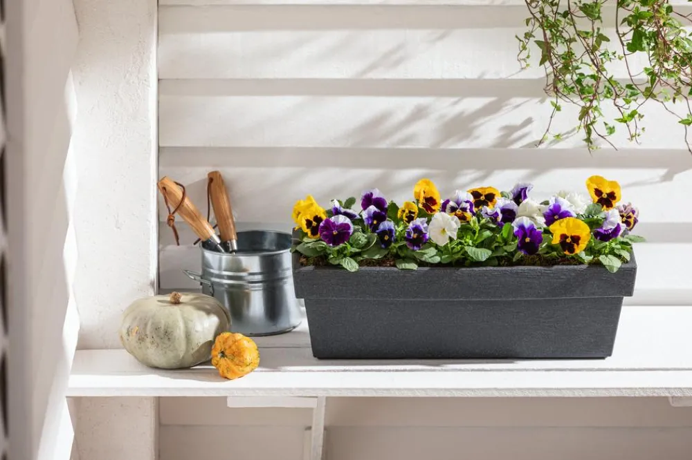 Dehner Pflanzkübel & Blumenkästen - Kunststoff-Blumenkasten Pisa, ca. B60/H20/T20 cm, anthrazit Dunkelgrau