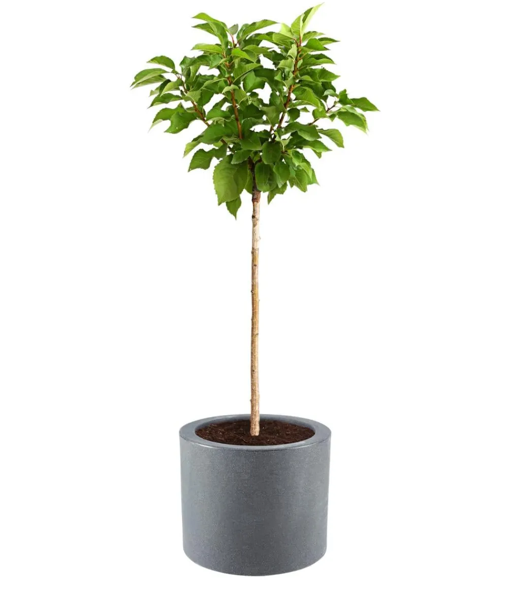 Dehner Kunststoff-Blumenkübel Palermo mit Rollen, rund, anthrazit, ca. Ø40/H34 cm Dunkelgrau Hot