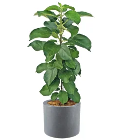 Dehner Kunststoff-Blumenkübel Palermo mit Rollen, rund, anthrazit, ca. Ø40/H34 cm Dunkelgrau Hot