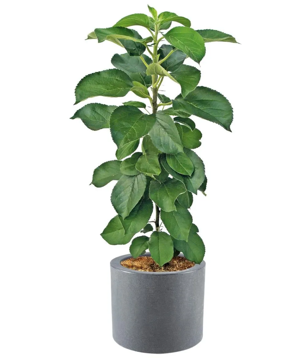 Dehner Kunststoff-Blumenkübel Palermo mit Rollen, rund, anthrazit, ca. Ø40/H34 cm Dunkelgrau Hot