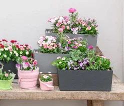 Dehner Pflanzkübel & Blumenkästen|Blumentöpfe & Übertöpfe - Kunststoff-Kasten Stone inkl. Bewässerungssystem, rechteckig Grau