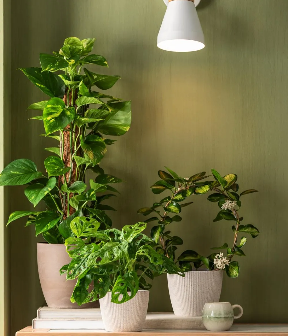 Dehner Kunststoff-Topf Magnolia, konisch Creme New
