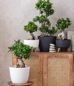 Dehner Blumentöpfe & Übertöpfe - Kunststoff-Topf Magnolia, konisch Anthrazit