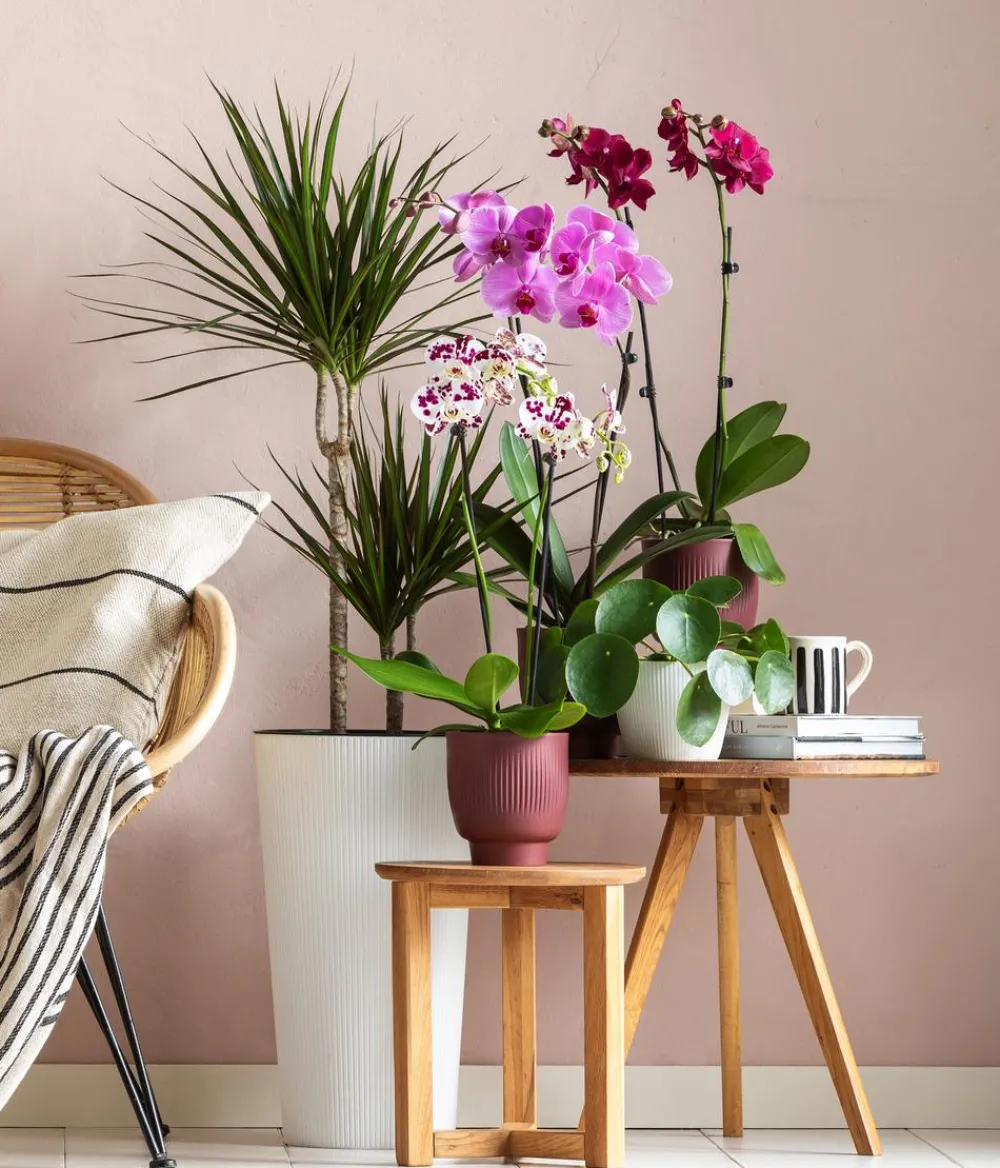 Dehner Blumentöpfe & Übertöpfe - Kunststoff-Topf Magnolia, konisch Weiß