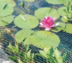 Dehner Gartenteich·Teichzubehör & Teichpflege|Teichzubehör & Teichpflege > Laubschutz-Netz